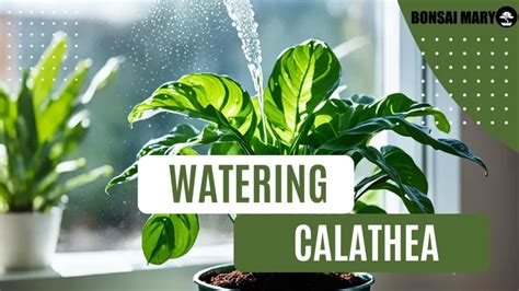 calathea watering guide